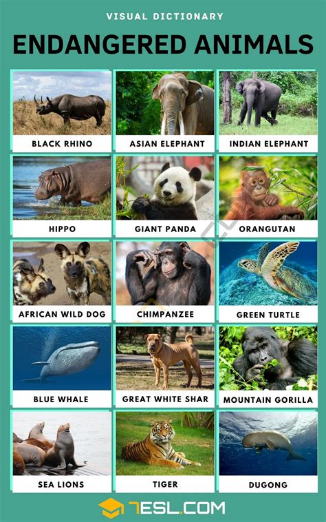 Endangered Animals: List of 15+ Endangered Animals with Facts 2 | Endangered animals, Most ...