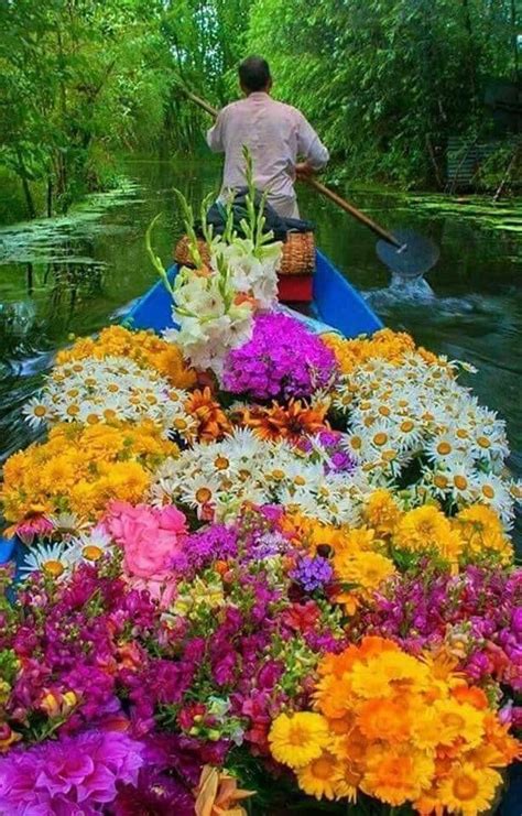 Xochimilco, CDMX Happy Flowers, Wild Flowers, Spring Flowers, Amazing Flowers, Pretty Flowers ...