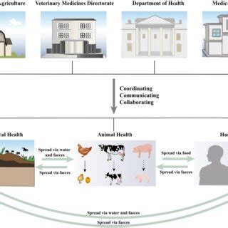 Vertical transmission mechanism and immune response of SE. (a ...