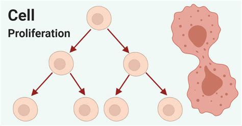 Cell proliferation- Definition, assay, differentiation, diseases