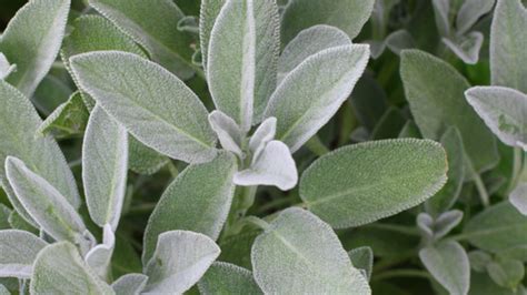 What is Sage Leaf? | Soul Nutrients