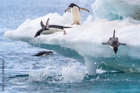 Adelie penguins play and dive from an iceberg in Antarctica Stock Photo ...