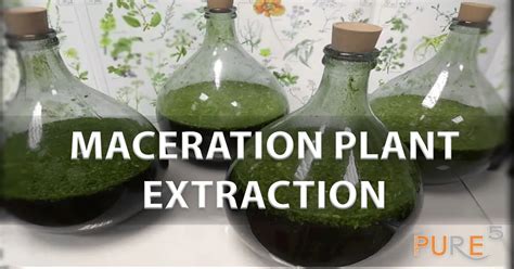 Maceration Plant Extraction Explained: Unlocking the Potential