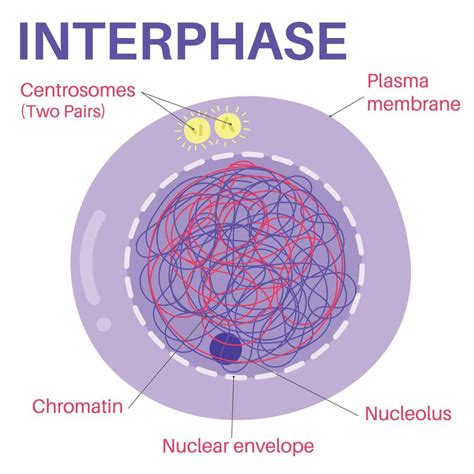 Interphase is the portion of the cell cycle. 14047272 Vector Art at ...