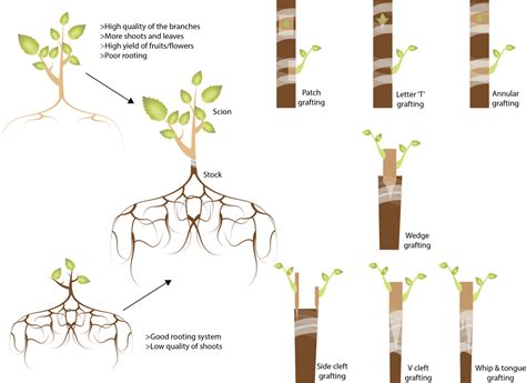 Plant propagation - grafting - Plant Biotechs