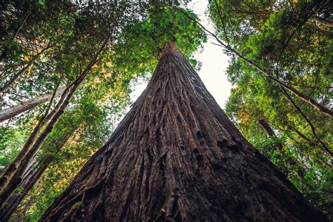 The tallest trees in the world, and where to admire them