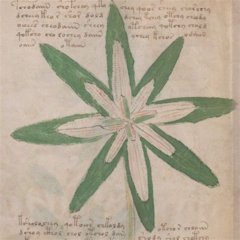 Voynich Manuscript Plants are Maps – Tucker STEM Team