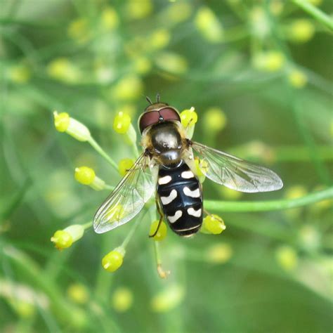 BugBlog: Pied hoverfly