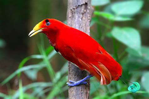 King Bird-of-paradise | Animals Wiki | Fandom