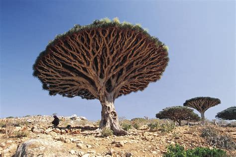 Socotra Dragon Tree | Socotra, Mysterious places, Incredible places