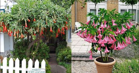 Brugmansia - Angel trumpet propagation Tips... ~ Wonderful Flowers