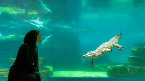 Video: Dubai opens its first crocodile park in time for long Eid Al ...