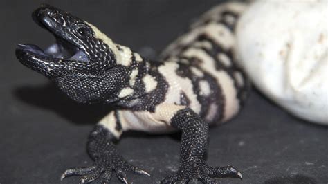 Gila monster lizards hatched in Stockholm zoo - Radio Sweden | Sveriges Radio