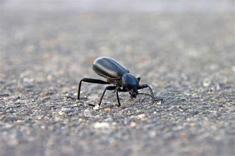 Big Black Beetles in Arizona: What Could It Be?