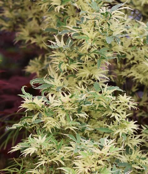 Acer palmatum 'Butterfly' (Japanese Maple)