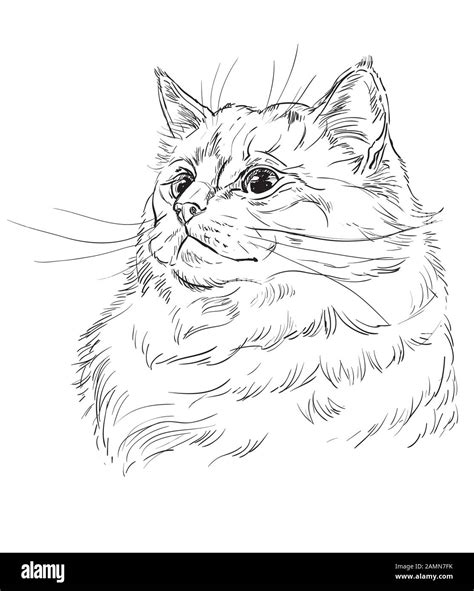 Realistic Cat Lineart