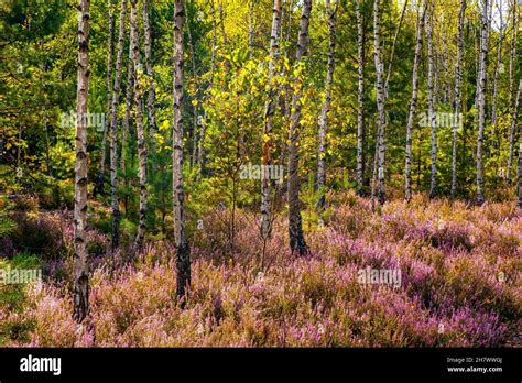 Autumn landscape of mixed forest with undergrowth shrub of common heather - latin Calluna ...