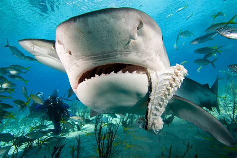 The 1709 Blog: Unlicensed Sharks Need to Get with the Groove