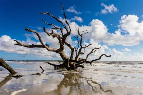 Driftwood Beach, Jekyll Island, Georgia | PHOTO AMERICA