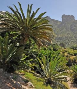 kirstenbosch-cycad-amphitheatre-March-ALN-007-1024px | Cape Town Big 6