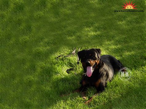 Dog in grass, pet, grass, puppy, dog, animal, HD wallpaper | Peakpx