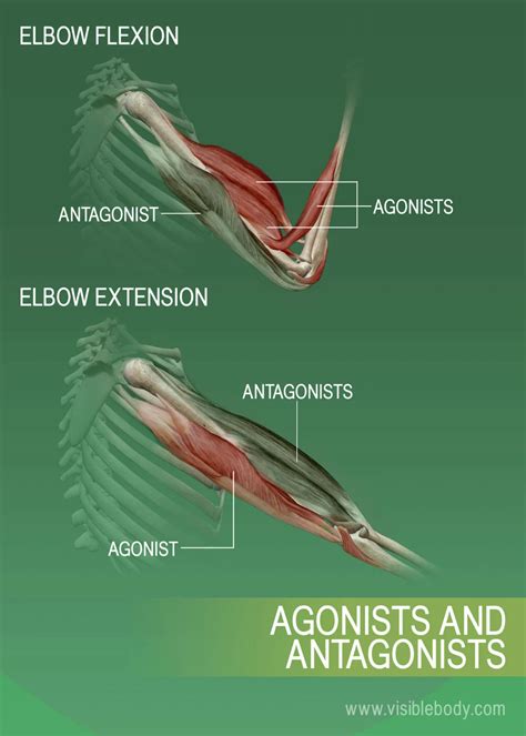 Agonists, antagonists, and synergists of muscles | Human muscle anatomy, Muscle anatomy ...