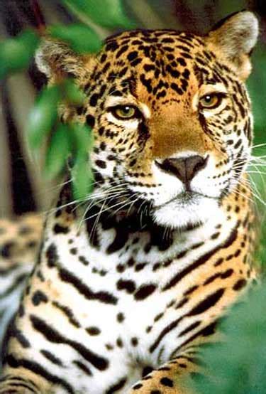 Some facts about the Jaguar cat | Facts About All