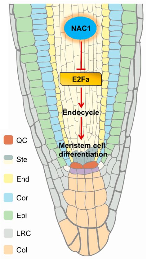 IJMS | Free Full-Text | NAC1 Maintains Root Meristem Activity by ...