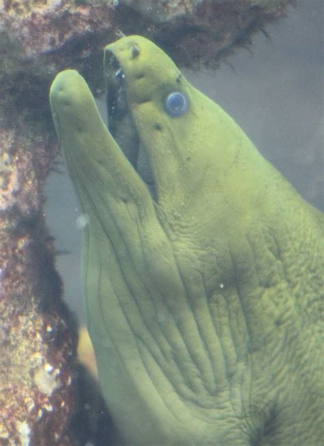 Moray eel species - ZooChat