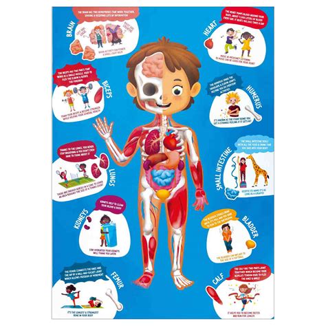 Human Body Puzzle | Anatomy Puzzle | Becker's