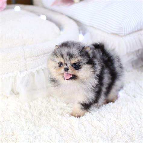 pomeranian puppy price in 2020 | Pomeranian puppy, Pomeranian puppy teacup, Cute teacup puppies