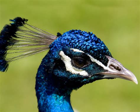 Desktop Nature wallpaper: Indian Blue Peacock Free Wallpapers, National Bird of India Peacock ...