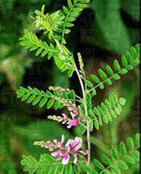 Indigofera Tinctoria