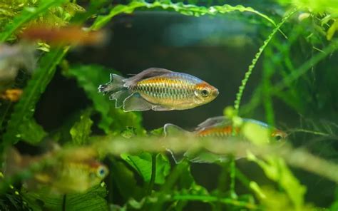 Congo Tetra Care: Complete Guide for Beginners - AquariumNexus