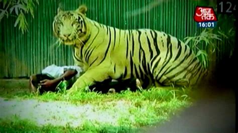 Tiger Attack Man In Zoo