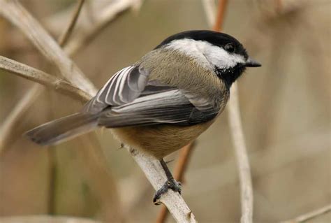 Black-capped Chickadee - Song | Facts | Habitat | Size | Nest | Diet - Bird Baron