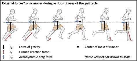 Understanding and Applying Free Body Diagrams in Biomechanics