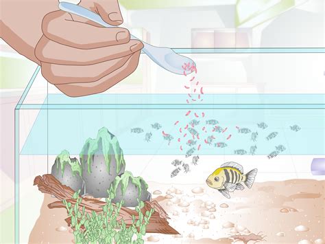 How to Breed Malawi Cichlids: 14 Steps (with Pictures) - wikiHow