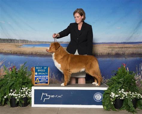 The Power of Pedigrees: Ensuring a Healthy Future for Purebred Dogs