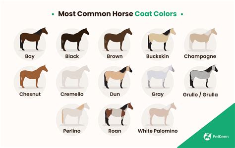 Horse Coat Color Chart