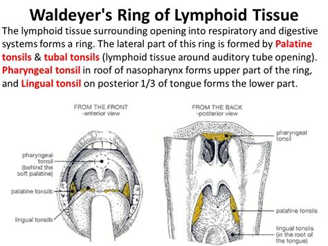 Top 57+ waldeyer ring anatomy super hot - vova.edu.vn