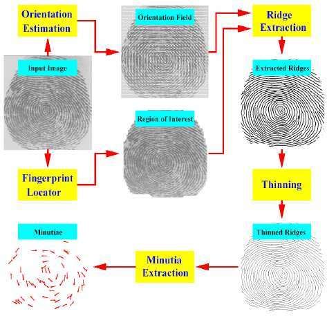 Minutiae extraction algorithm components. | Download Scientific Diagram