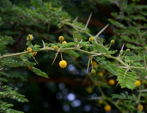 Flora of Mozambique: Species information: individual images: Acacia nilotica