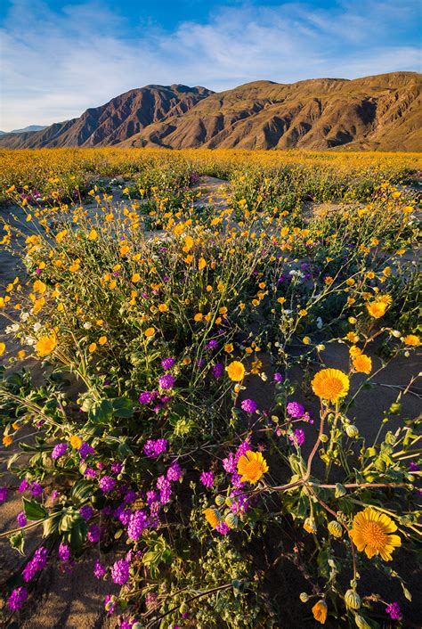 Anza-Borrego Desert State Park Wildflower Super Bloom - Travel Caffeine