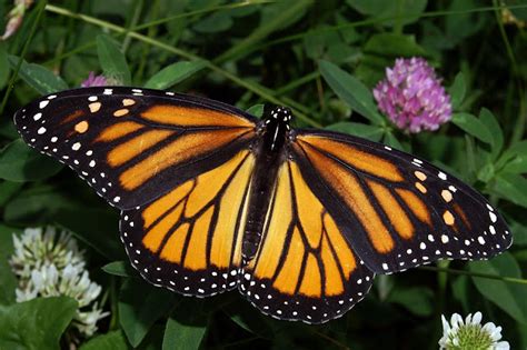 1001laces - Watch a Breathtaking Monarch Butterfly Swarm - 1001Places