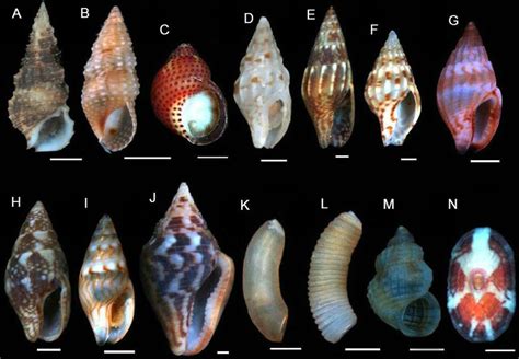 SciELO - Brasil - Gastropoda (Mollusca) associated to Sargassum sp ...