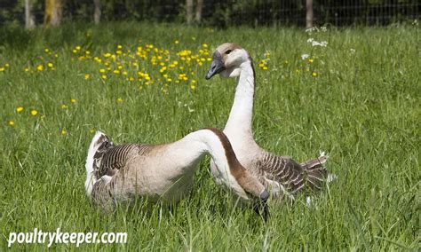 What Do Baby Geese Eat? - Classified Mom