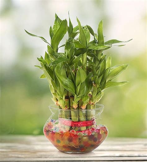 Buy GreenTwo Layer Lucky Bamboo Plant & Round Glass Pot by Nurturing ...