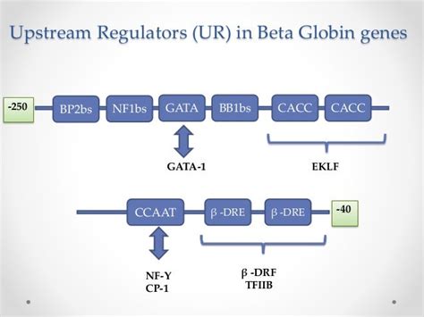 Beta Globin Gene Cluster