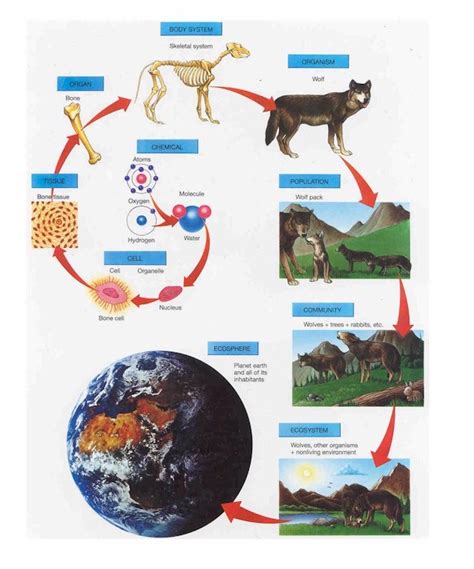 Introduction to Ecology